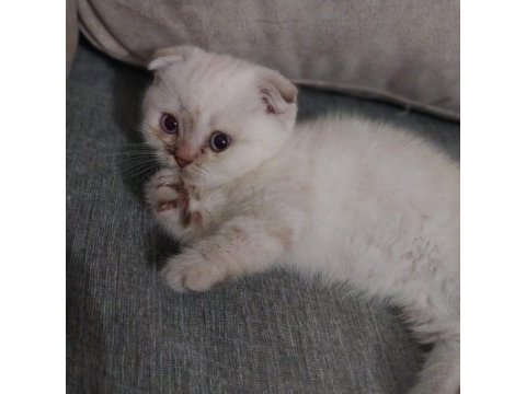 2 aylık dişi safkan scottish fold