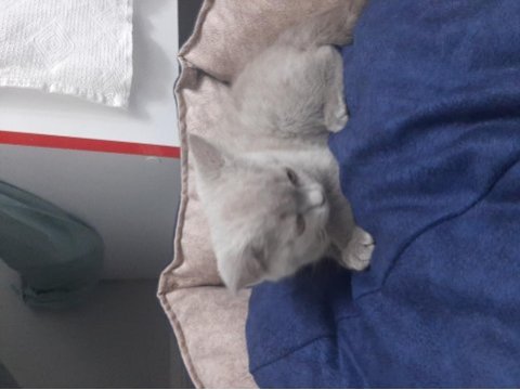 Kedimiz malzemeleri ile birlikte verilecektir