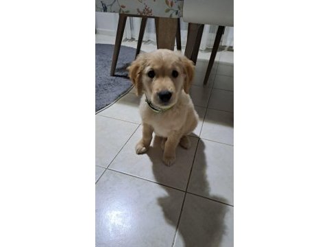 3 aylık yavru golden retriever