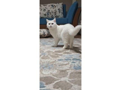 1 yaşında british shorthair sahiplendirilecektir
