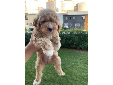 Maltipoo yavruları