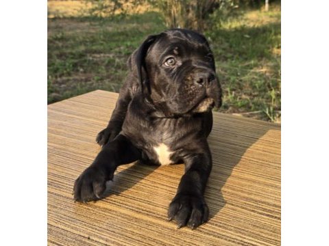 Şecere belgeli ırk ve sağlık garantili cane corso yavrular