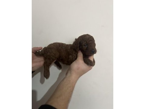 Toy poodle yavru köpeğimiz
