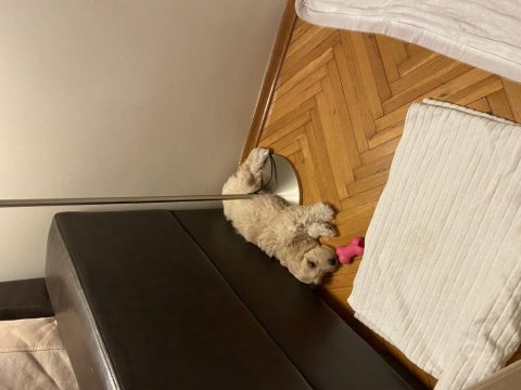 Dişi maltipoo