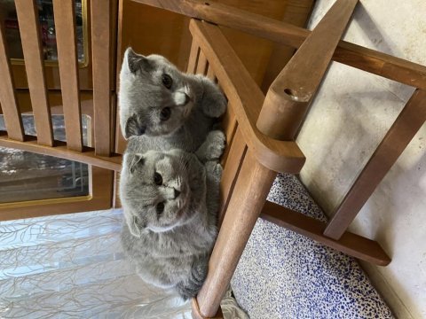 Scottish fold ve british blue point yavrular