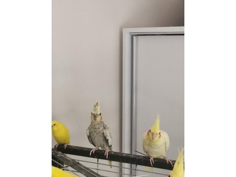 Sultan papağanı 1 yaşında dişi ve erkek