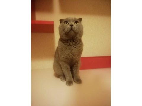 British shorthair uysal kedimiz