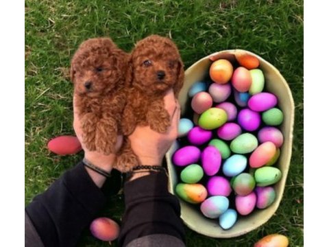 Dişi erkek toy poodle yavrular