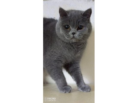 6 adet scottish fold