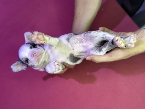 French bulldog merle