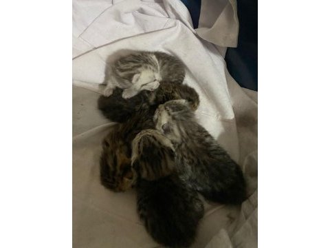 Yeni doğmuş scottish fold dişi ve erkek