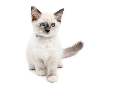 Safkan ragdoll yavrularımız