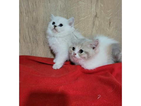 Şirin british shorthair yavrular
