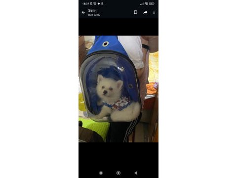 2.5 aylık yavru pomeranian boo