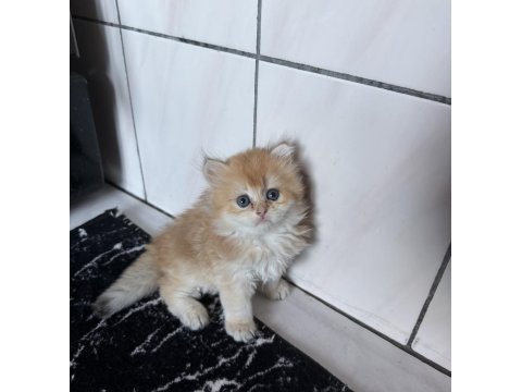 Üst düzey safkan british golden bebekler