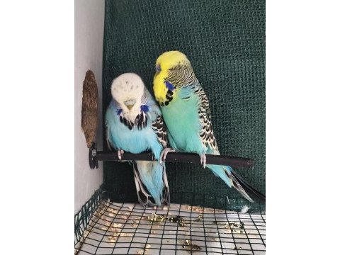 5 muhabbet 1 forpus papağanı uyguna verilecektir