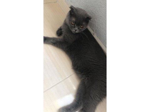2 tane yavru ve anne kedileri birlikte saihplendirilecek