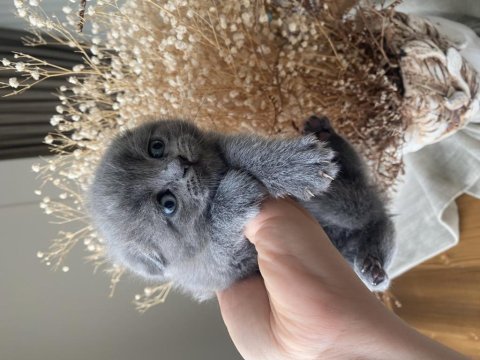 Yavru scottish fold kedimiz