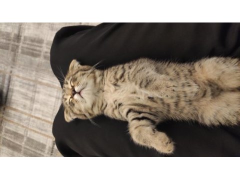 Tüm malzemeleri ile beraber scottish fold sahiplendirilecek