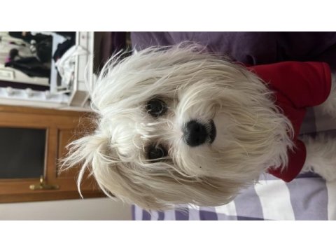 Maltipoo okulumdan dolayı sahiplendiriyorum şila