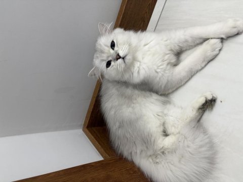 Orjinal ırk aşıları tam erkek british longhair