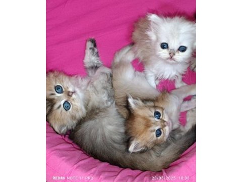 British longhair safkan yavrular
