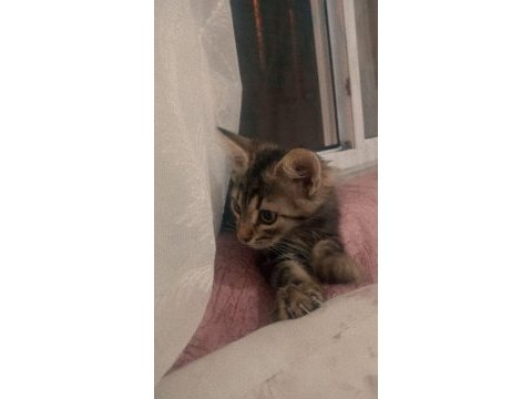 3 aylık tekir annemin rahatsızlığından dolayı veriyorum