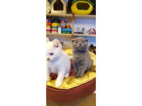 Yavrular telsim hazır kalite sağlıklı british shorthair