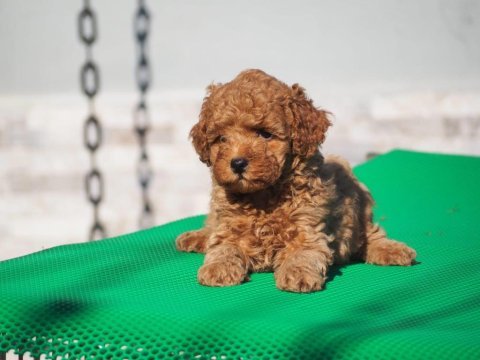 Toy poodle yavrularımız yeni ailelerini arıyorlar