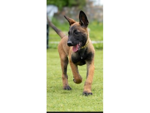 Malinois yavrularda son nokta