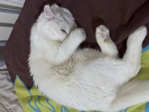 Kedimiz aydın içi elden verilir
