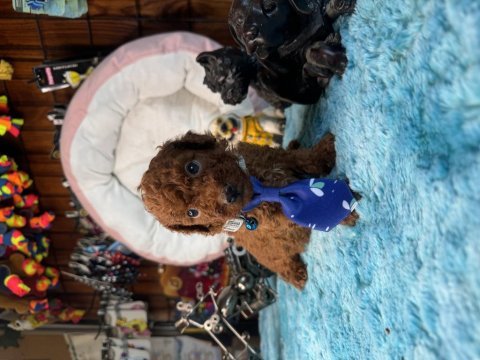 Minicik toy poodle bebekler