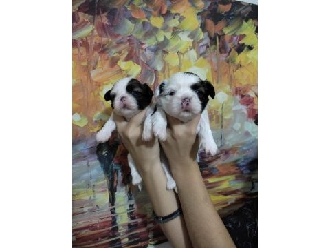 Dişi shih tzu bebeklerim