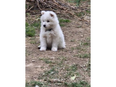 Kartopu samoyed bebekler