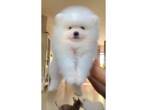 İki aylık pomeranian boo yavrularım