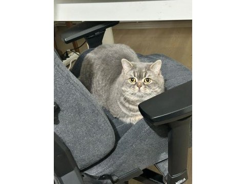 2 yaşında oyuncu british shorthair