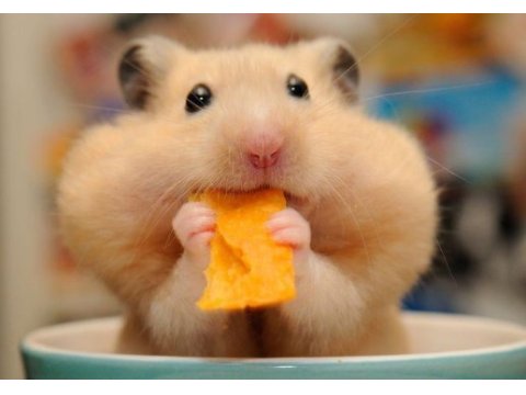 Aynı gün adrese teslim hamster yavru ve setleri