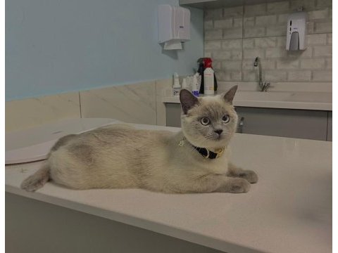 British shorthair dişi
