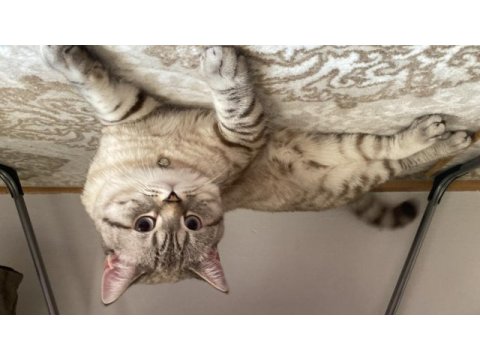 Kedimize çiftleştirmek için dişi eş aranıyor