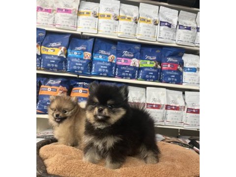 Orjinal ırk ve sağlık garantili pomeranian boo yavrularımız