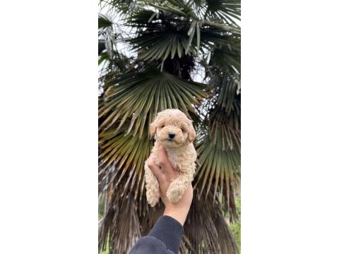 Saf kan kore maltipoo yavrumuz yeni yuvasına hazır