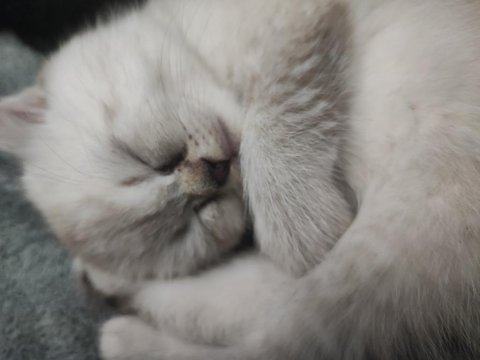 50 günlük scottish fold yavrular