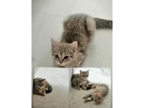 British shorthair 2.5 aylık