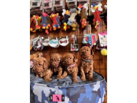 Muhteşem toy poodle bebekler