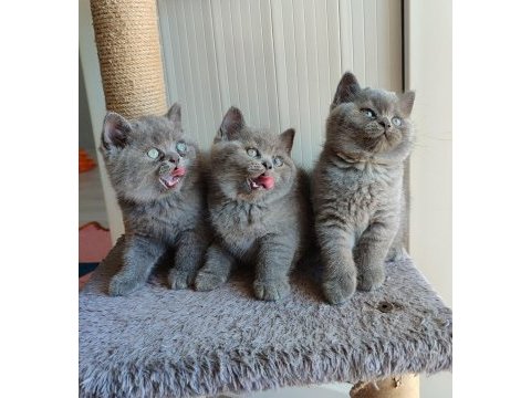 Peluş tüylü british shorthair yavrularımız