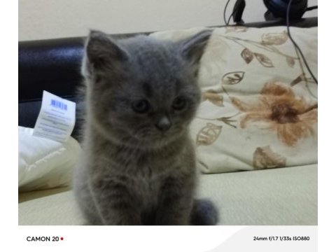 Safkan british shorthair yavru kedimiz
