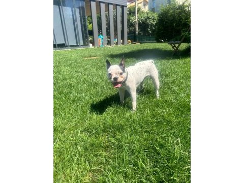 1 yaşında dişi french bulldog