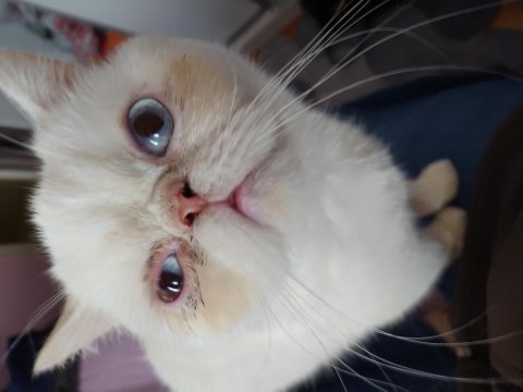 1.5 yaşında mavi gözlü exotic shorthair