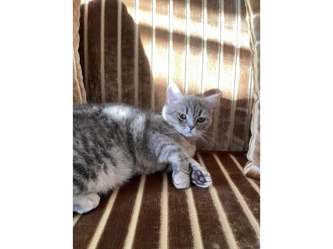 British shorthair miya kendine yuva arıyor
