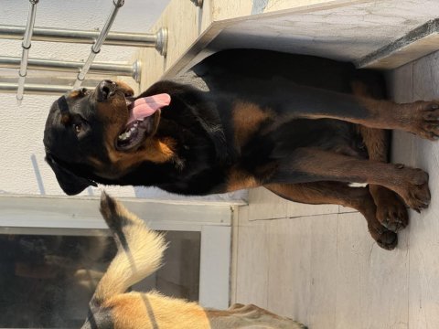 Safkan 6 aylık erkek rottweiler